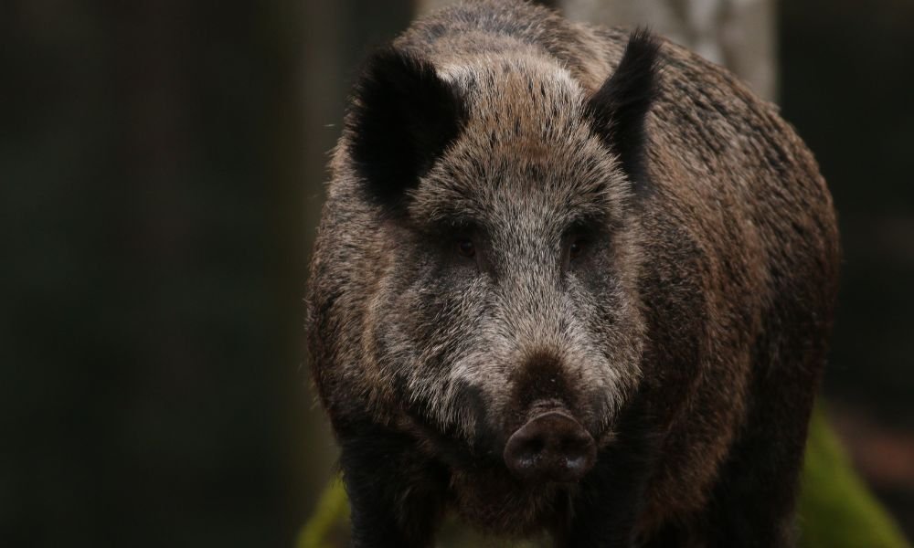 Can You Hunt Wild Hogs in Rainy Weather?