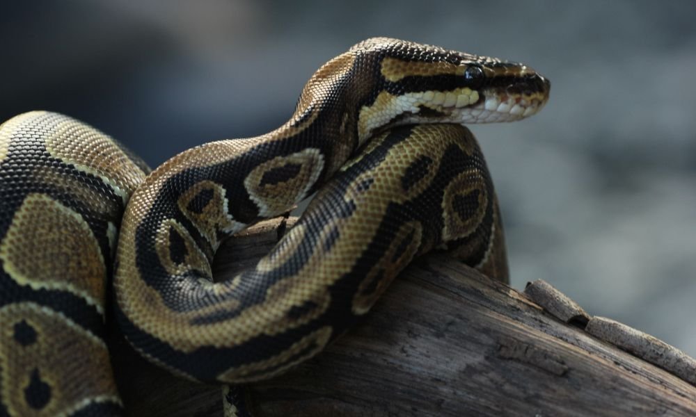 How Did Invasive Pythons End Up in Florida?