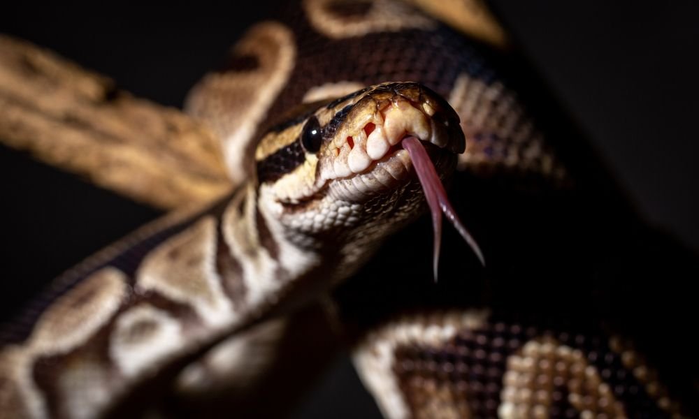5 Fascinating Facts You Didn’t Know About Pythons