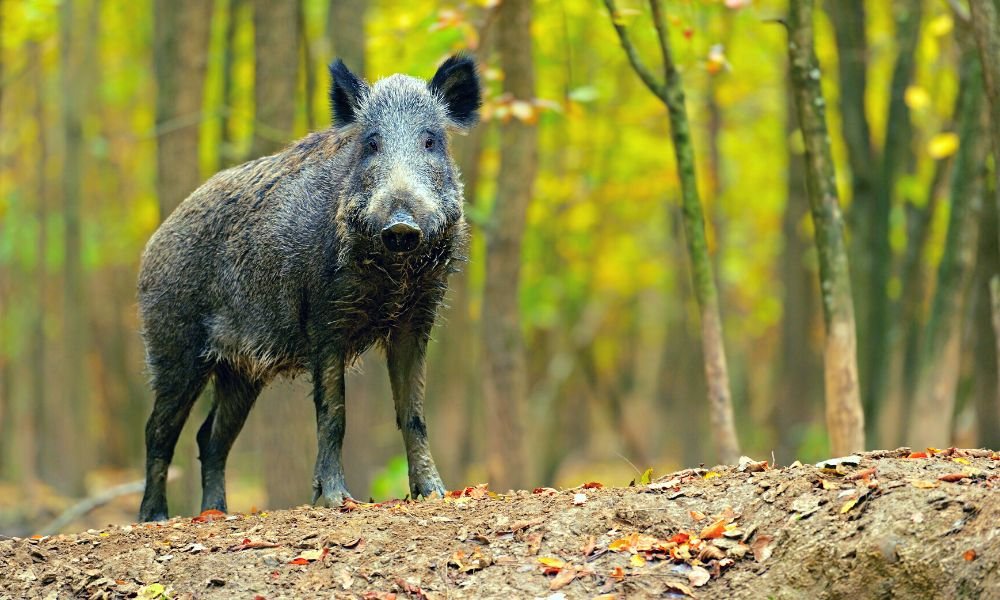 What Animals Can You Hunt Year Round In Tennessee